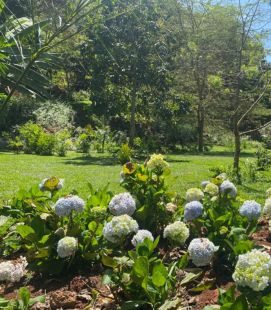 Green garden with white flowers representing environmental protection.