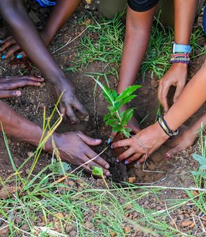 Hands planting a young tree as part of Northern Block’s conservation initiative.