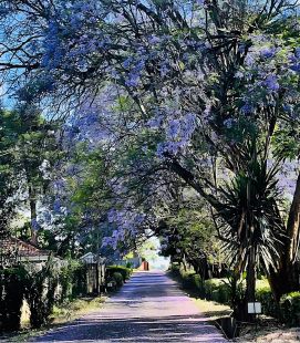 Jacaranda tree blooming with purple flowers along a peaceful Nairobi path.