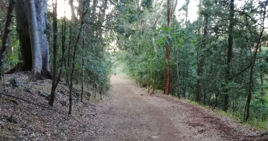 New Muthaiga residents raising alarm over Karura Forest management changes.