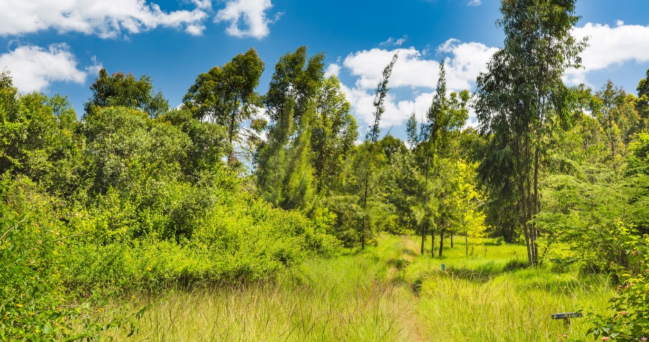 Rosslyn Lone Tree residents meeting on Karura Forest management.