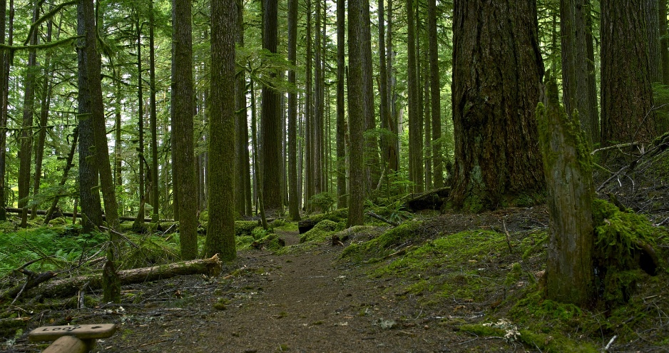 Kitisuru residents raising concern about Karura Forest management takeover.