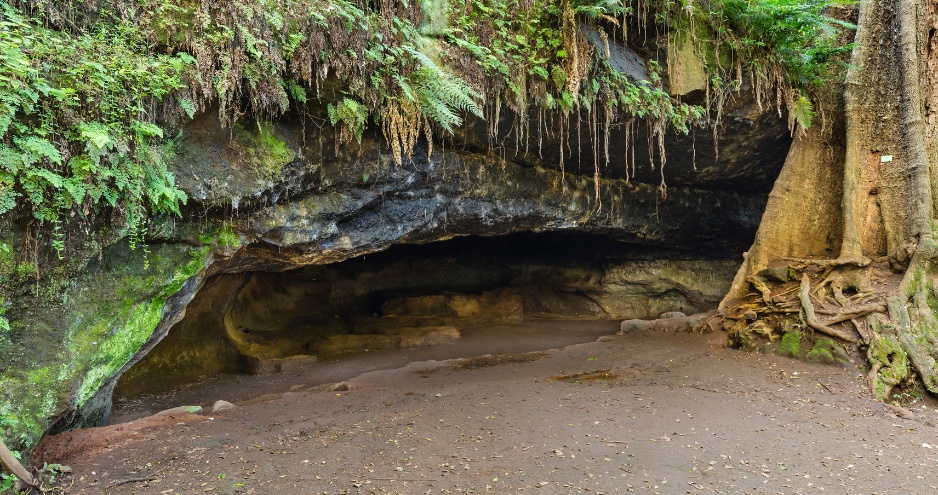 Parklands Residents Association members reaffirming support for Friends of Karura Forest.